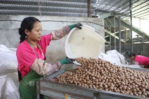 預(yù)計(jì)產(chǎn)值2.3億元 芒市澳洲堅(jiān)果喜迎豐收