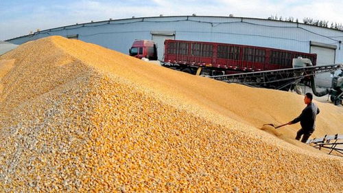 2018年農(nóng)村經(jīng)濟(jì)形勢(shì)嚴(yán)峻，農(nóng)民增收困難，出路何在？